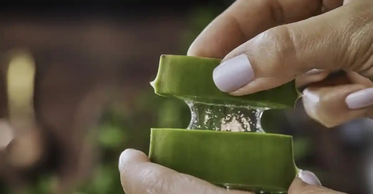 Aloe Vera Nasıl Kesilir ve Bakımı Hakkında Detaylı Rehber