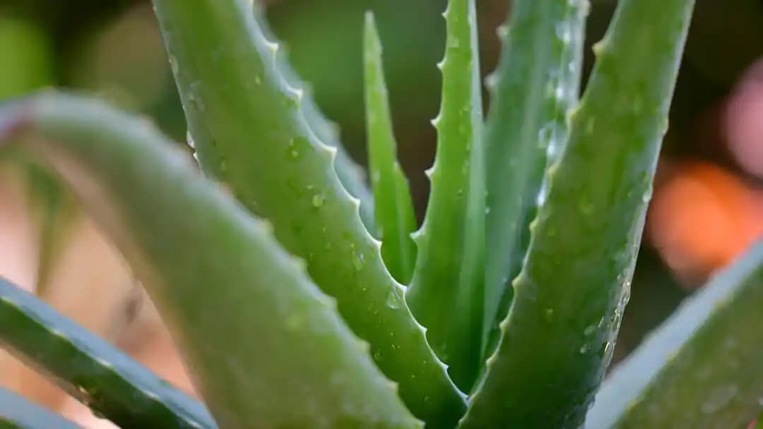 Aloe Vera Nedir? Kozmetik ve Sağlık Alanında Kullanımının Temel Özellikleri