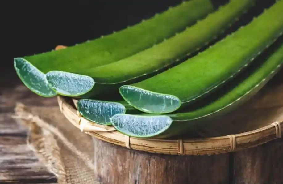 Aloe Vera'nın Kozmetik Alanındaki Kullanımı ve Sağladığı Faydalar