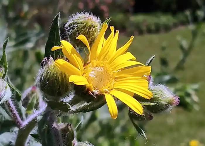 Arnica Merhemi Nedir ve Cilt Bakımında Kullanım Alanları Hakkında Detaylı Bilgi