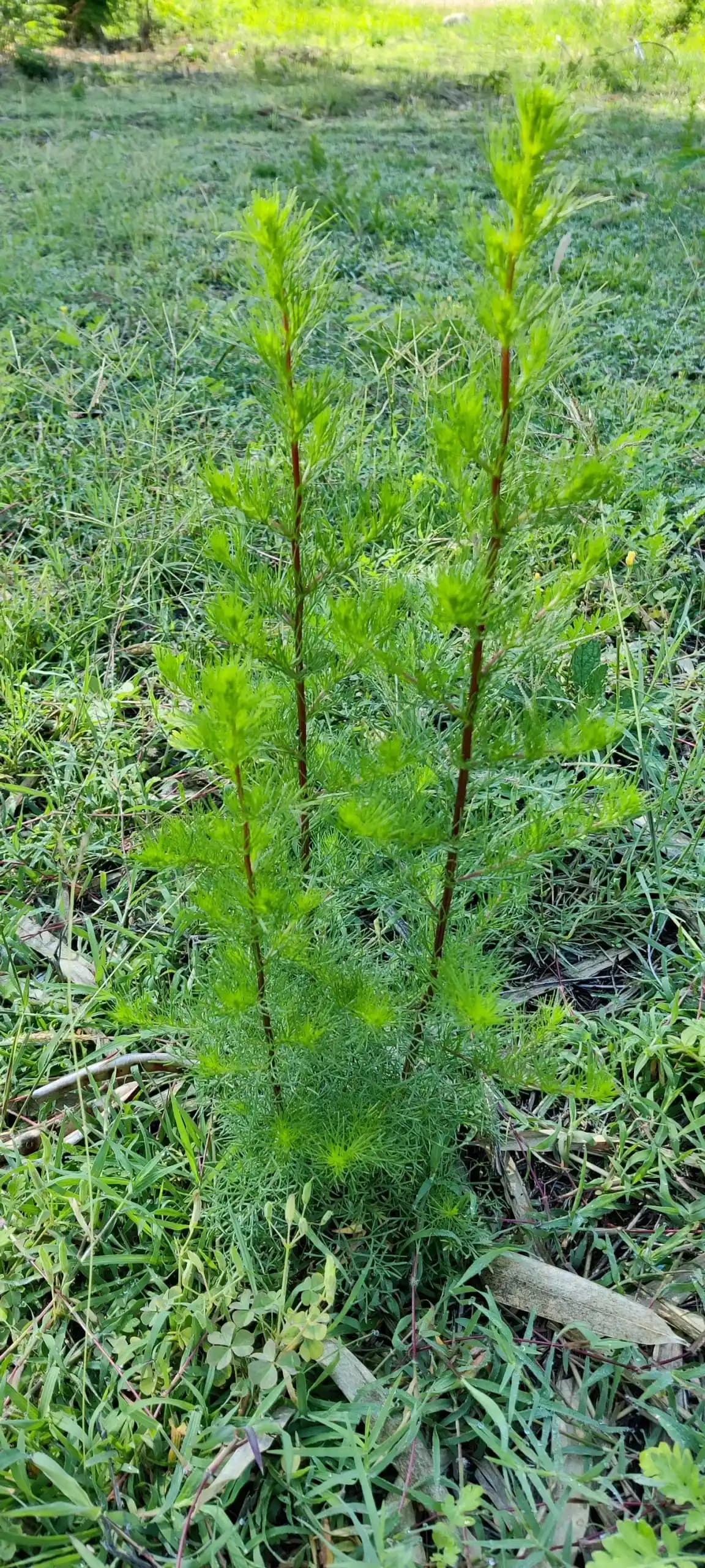 Artemisia capillaris ile Doğal Güzellik ve Cilt Bakımında Yenilikçi Yaklaşımlar