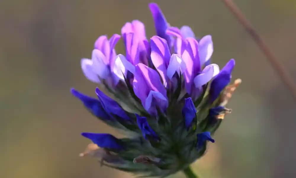 Bakuchiol Nedir ve Cilt Sağlığına Faydaları Hakkında Kapsamlı Bilgi