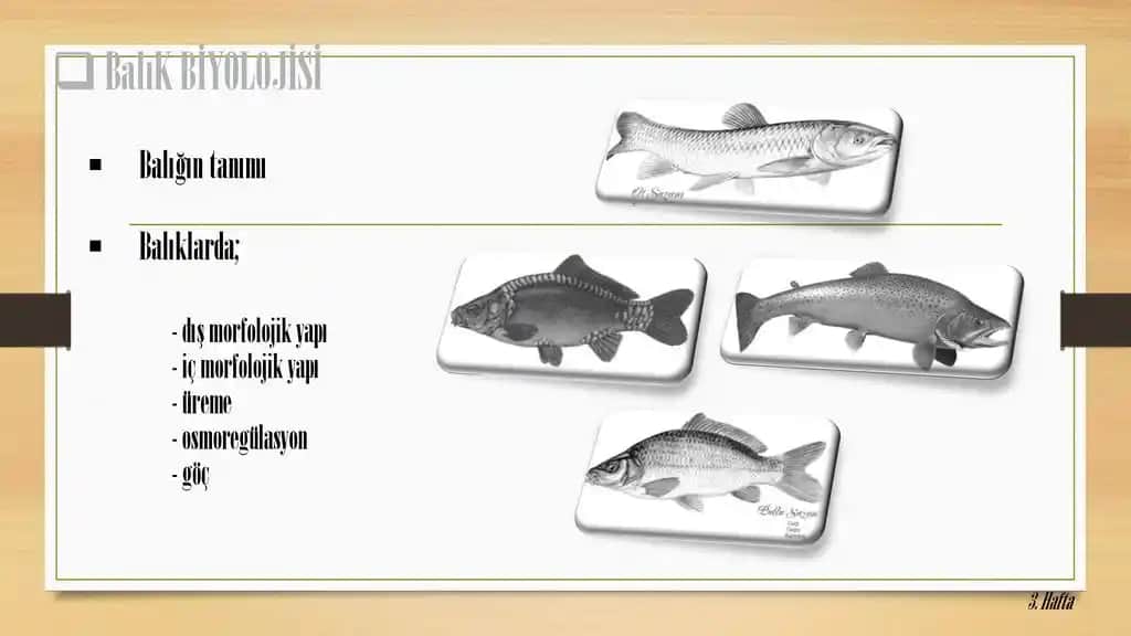 Balık Yapısının Kozmetik Sektöründeki Yeri ve Cilt Bakımındaki Faydaları