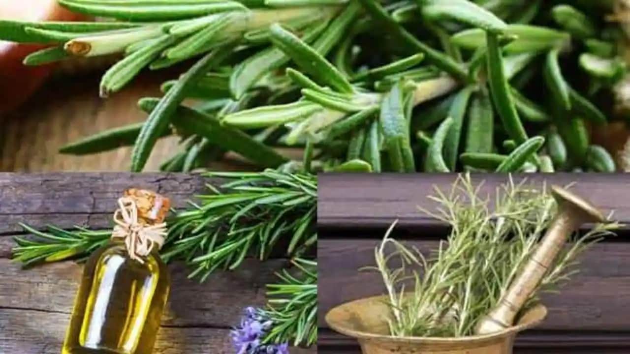 Biberiye Suyu Faydaları ve Kullanım Alanları: Doğal Güzellik ve Sağlık Kaynağı