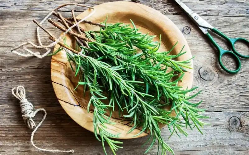 Biberiye Suyunun Saça Zarar Verip Vermediği ve Saç Bakımında Kullanımı