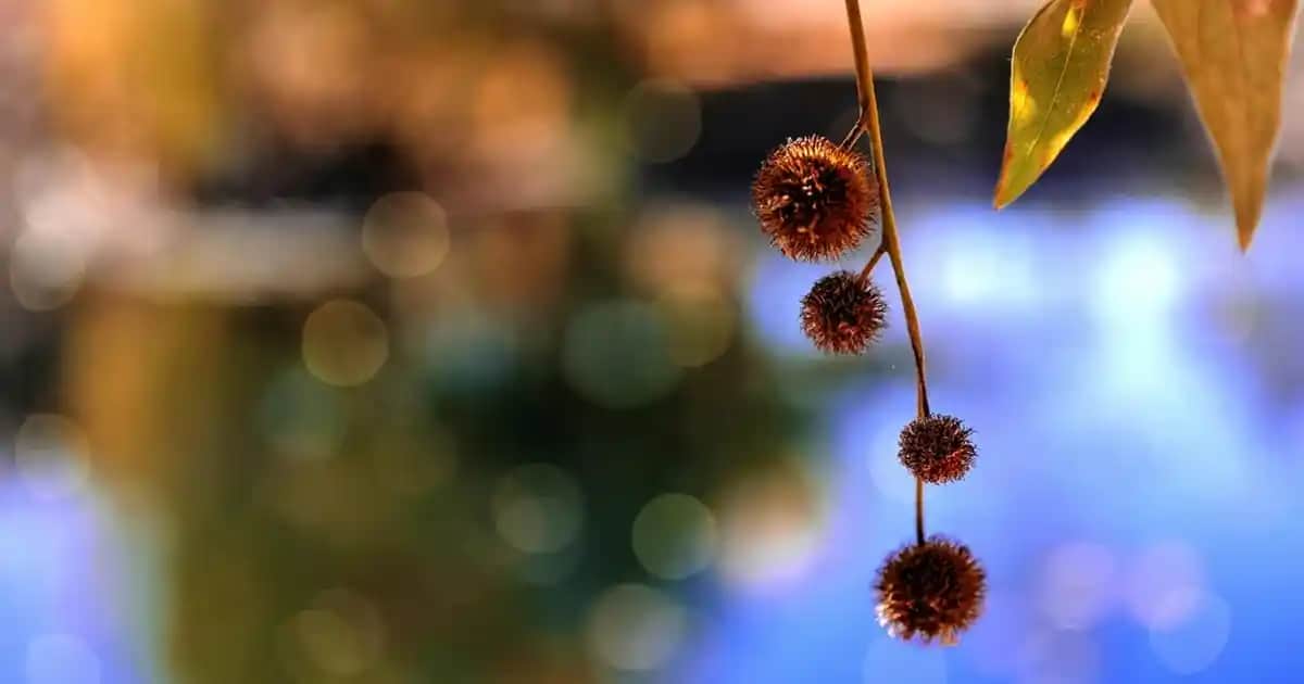 Bioderma BB Krem: Çok Yönlü Cilt Bakımı ve Doğal Makyaj İçin Güvenilir Seçenek