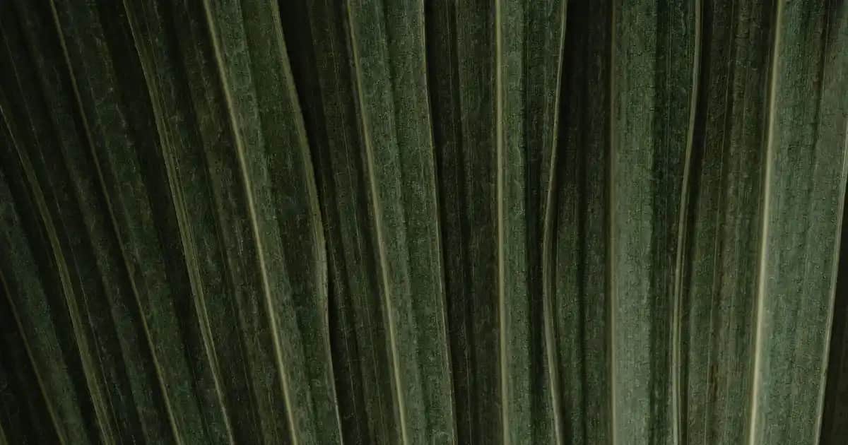 Creapure Nedir ve Kozmetik Sektöründe Kullanımı Hakkında Detaylı Bilgi