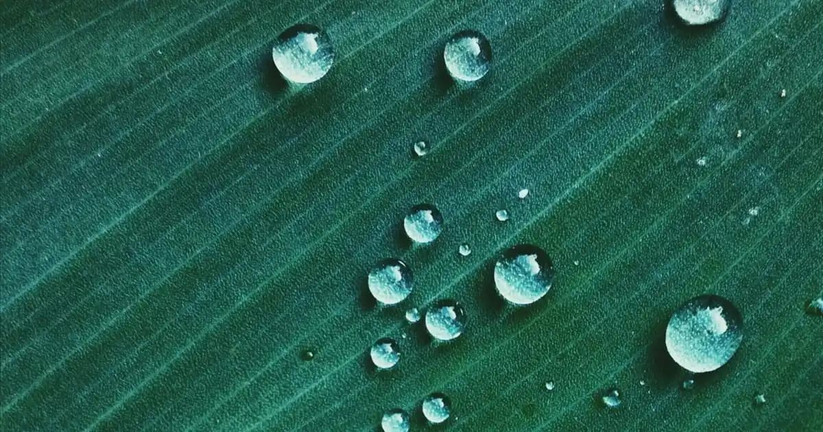 EPA ve DHA Oranları Kaç Olmalı ve Sağlık Üzerindeki Önemi Nedir