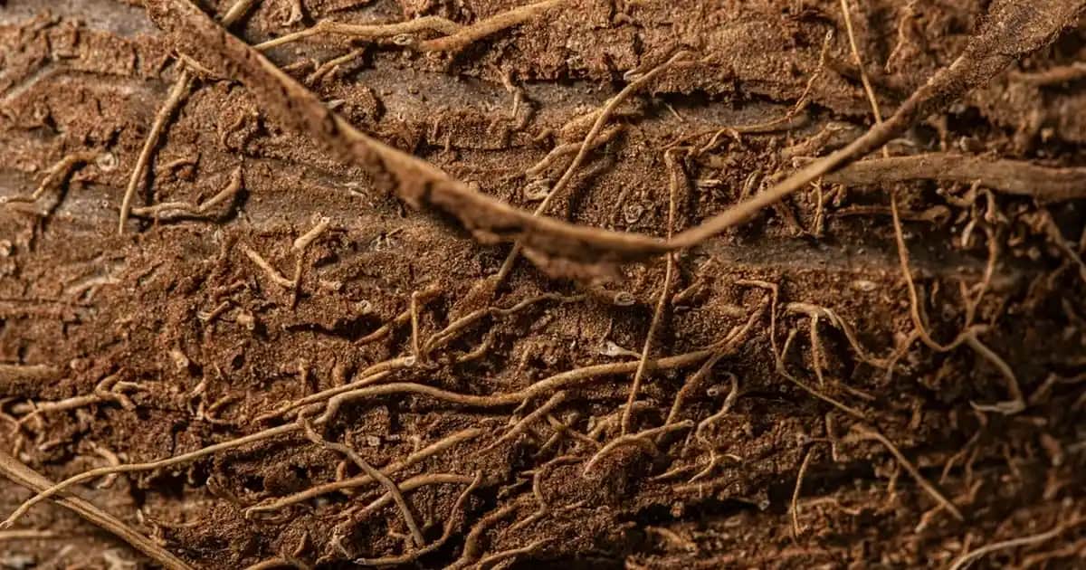 Erkekler İçin Kozmetik ve Kişisel Bakımda Losyonların Rolü ve Doğru Kullanım İpuçları