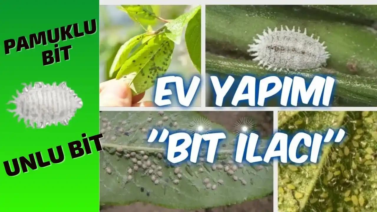 Evde Güvenli ve Etkili Bit İlacı Kullanımı Rehberi