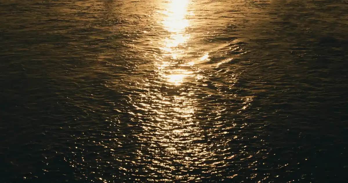 İğde Yağı: Doğal Kozmetik ve Kişisel Bakımda Güçlü Bir Bileşen Özellikleri ve Kullanım Alanları