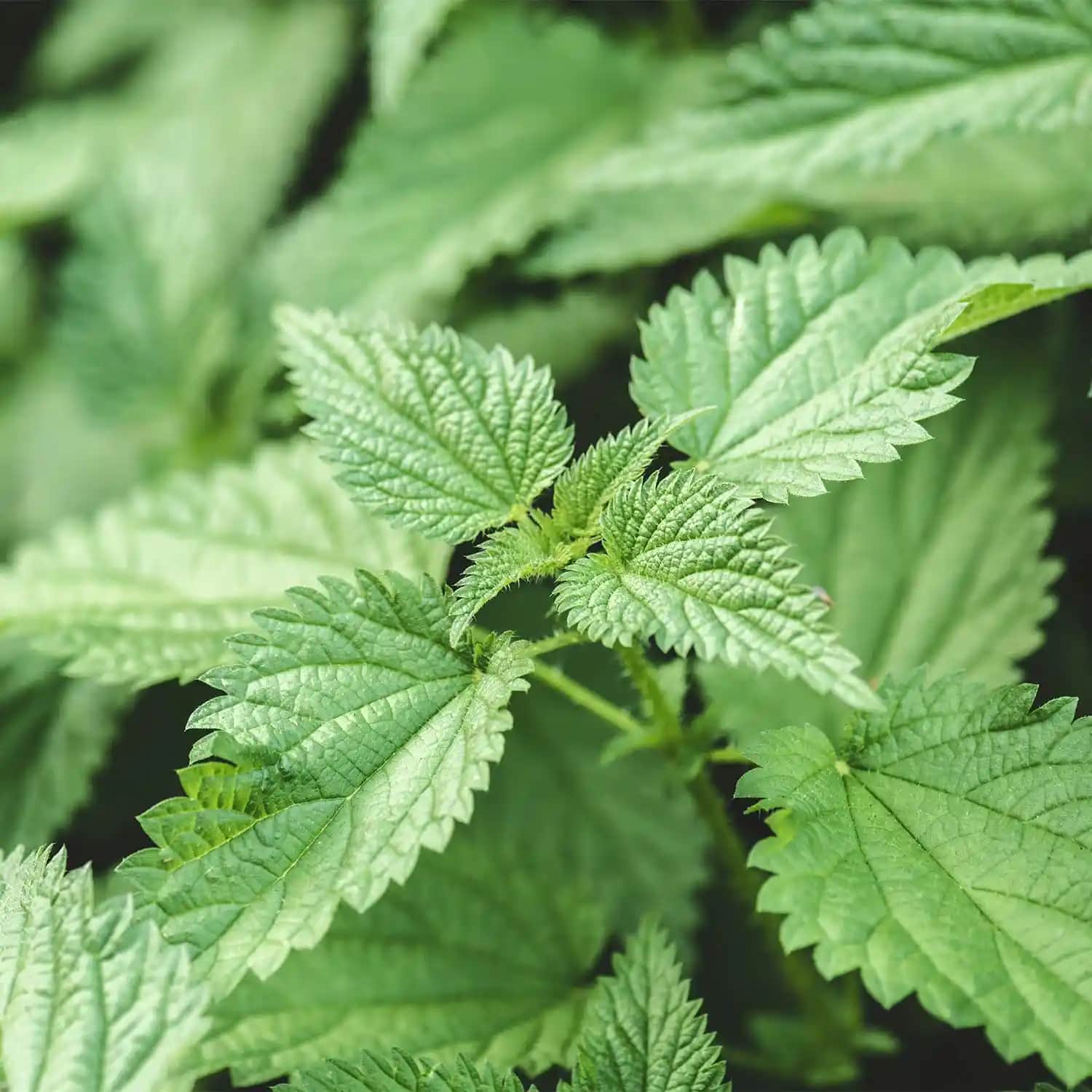 Isırgan Ekstresi Faydaları ve Kullanım Alanları Doğal Güzellik İçin Güncel Bilgiler