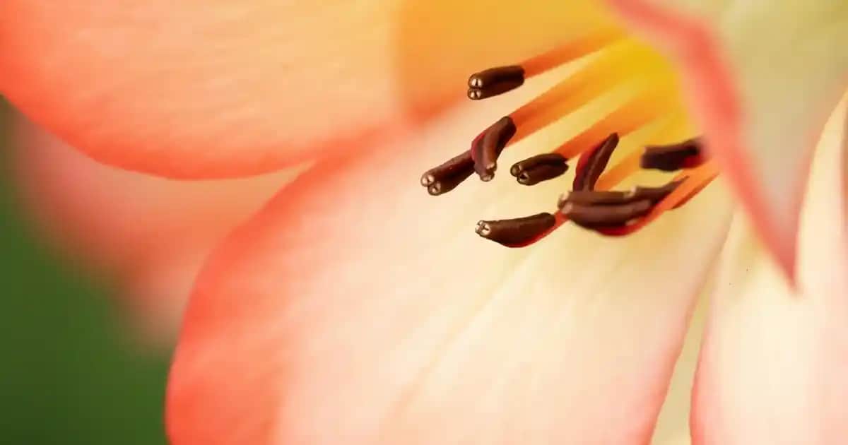 Renkli Güneş Koruyucular: Cilt Koruma ve Makyaj İçin Yenilikçi Çözümler