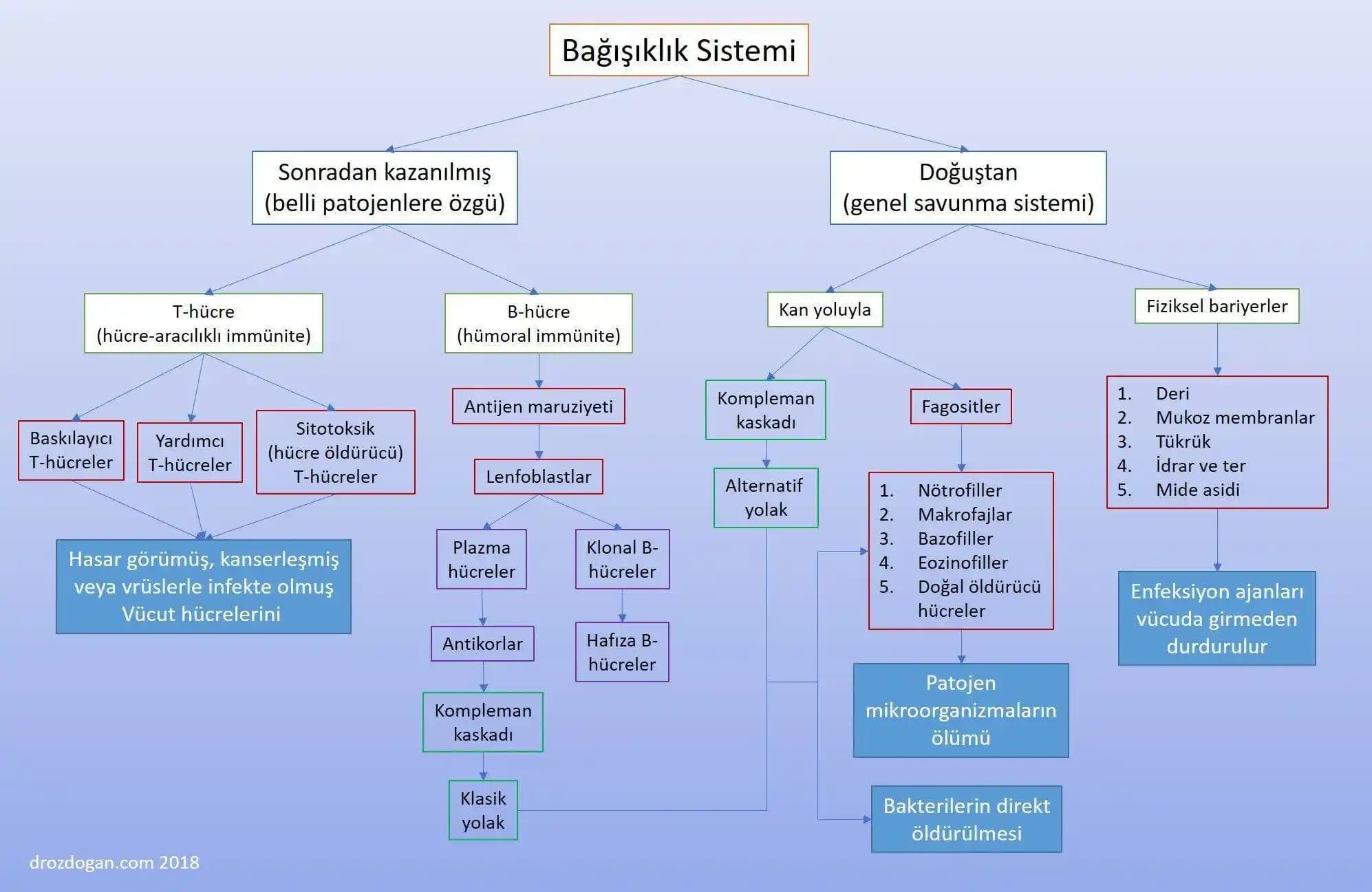 Bağışıklık Sistemini Güçlendiren Kozmetik Yaklaşımlar ve Cilt Sağlığı İpuçları