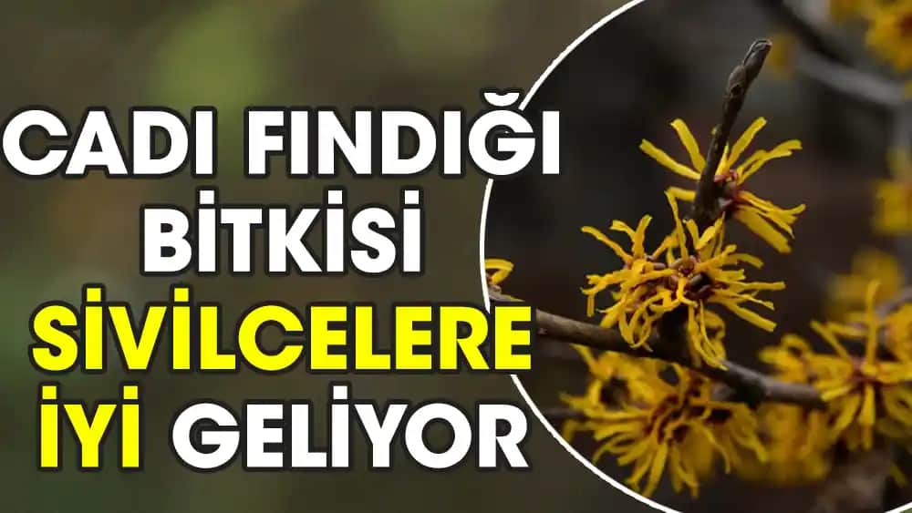 Ca<dı> Fın<dı>ğı Bitkisi: Kozmetik ve Sağlıkta Doğal Güç ve Faydaları