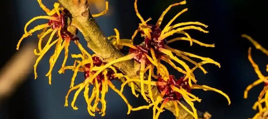 Ca<dı> Fın<dı>ğı Nedir ve Kozmetik Alanındaki Kullanım Alanları Hakkında Detaylı Bilgi