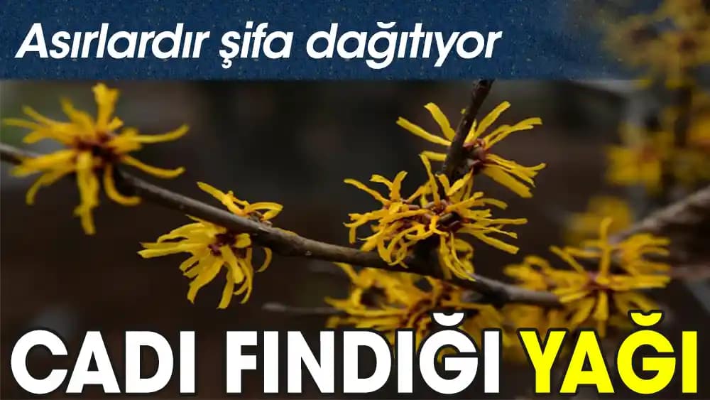 Ca<dı> fın<dı>ğı yağı: Kozmetik ve cilt bakımı için doğal çözüm ve kullanım alanları