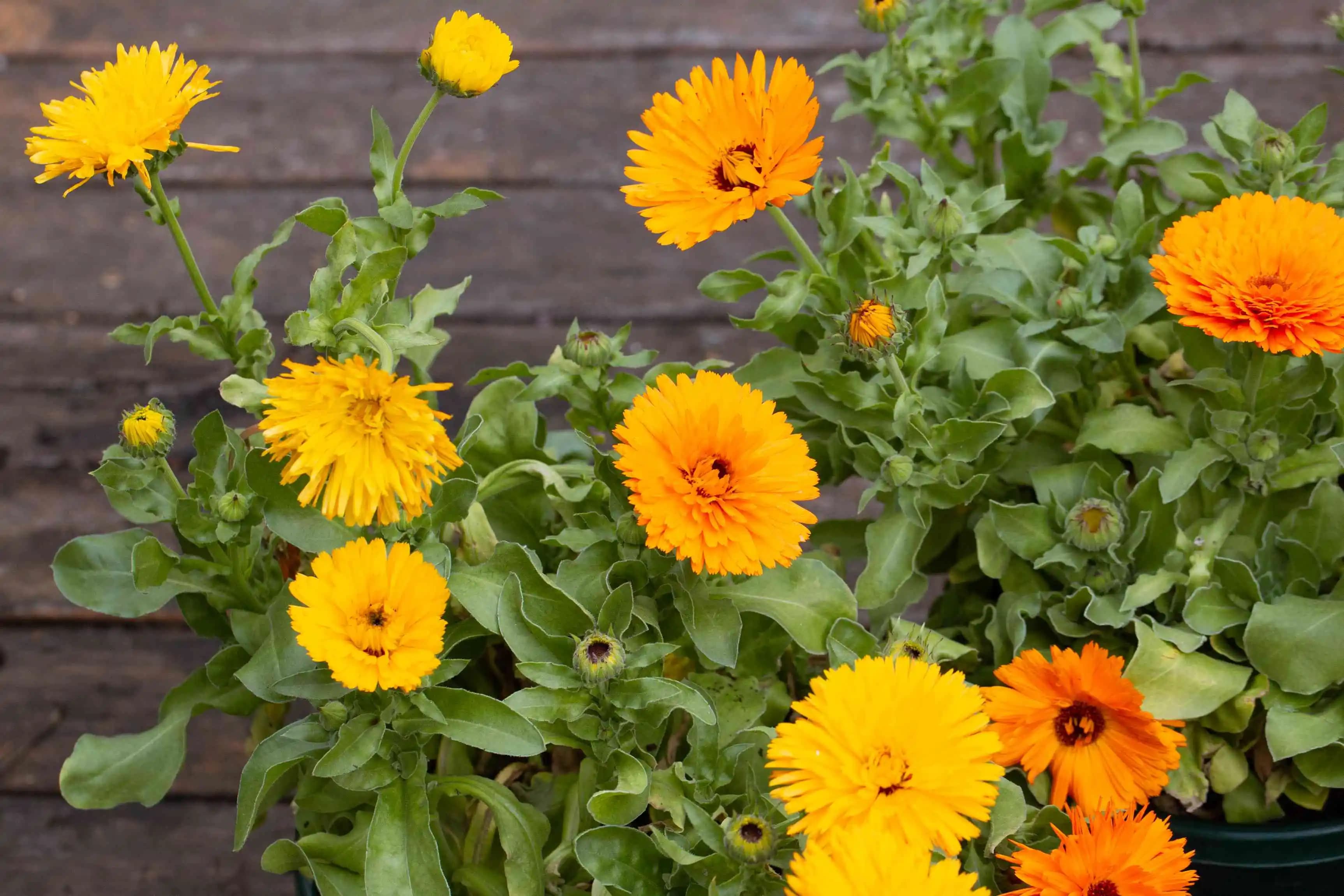 Calendula Bitkisinin Kozmetik ve Cilt Bakımındaki Faydaları ve Kullanım Alanları