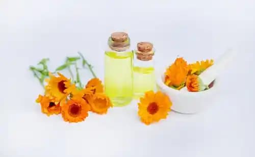 Calendula Yağı Nedir ve Kozmetikteki Faydaları Hakkında Detaylı Bilgi