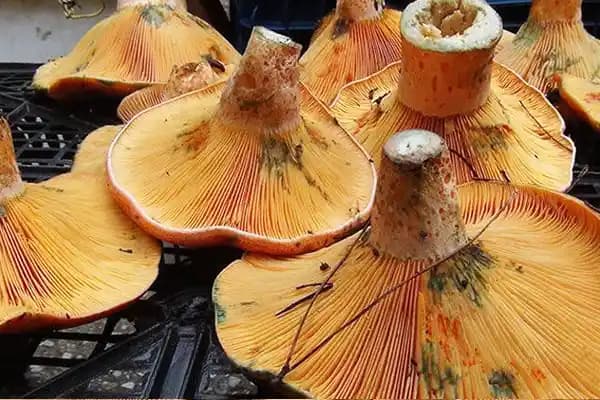 Cam Mantarı Nedir Nerelerde Yetişir ve Sağlık Faydaları Nelerdir