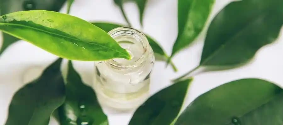 Çay Ağacı Tonik Faydaları ve Kullanım İpuçları Doğal Güzellik İçin