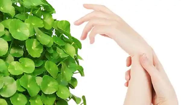 Centella Asiatica ve Cica: Doğal Güzellik ve Sağlık İçin Güçlü Bir Bitki Kaynağı