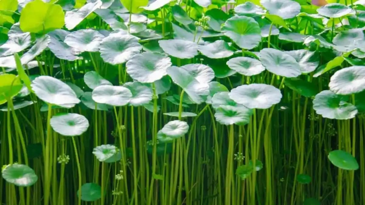 Centella Asiatica’nın Kozmetik Alandaki Yeri ve Faydaları Üzerine Kapsamlı Bir Analiz