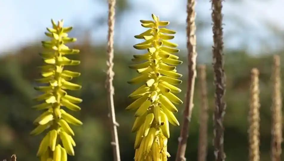 Çiçek Ölümsüzlük Otu: Doğanın Gücü ve Kozmetik Sektöründeki Kullanım Alanları