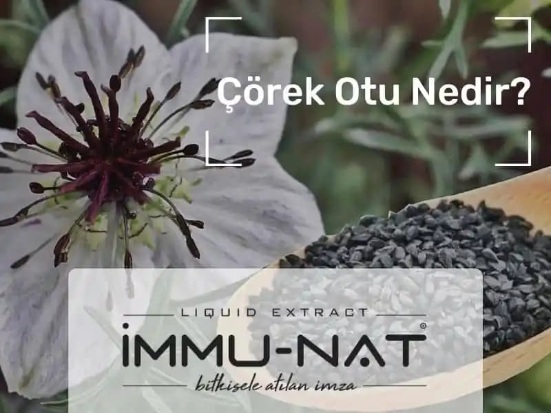 Çörek Otu Şampuanının Saç Sağlığına Katkıları ve Doğal Bakım Yöntemleri