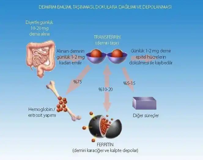 Damar Yoluyla Demir Takviyesi ve Kozmetik Etkileri: Sağlık ve Güzellik Üzerindeki Rolü