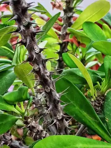 Dikenli Taraklar ile Saç Bakımında Yeni Yaklaşımlar ve Uygun Seçenekler