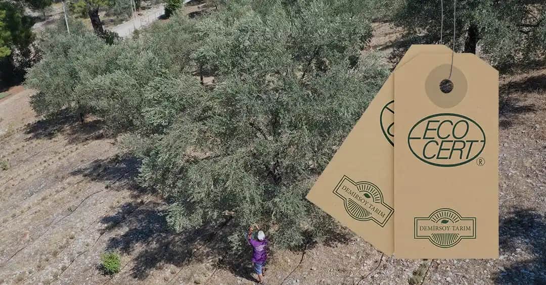 Ecocert Sertifikası Nedir ve Kozmetik Sektöründe Önemi Hakkında Detaylı Bilgi