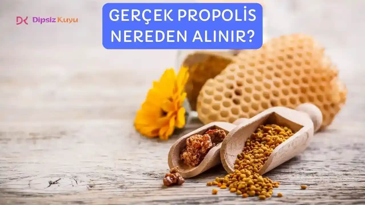 Gerçek Propolis Nereden Alınır ve Güvenilir Kaynaklar Nelerdir