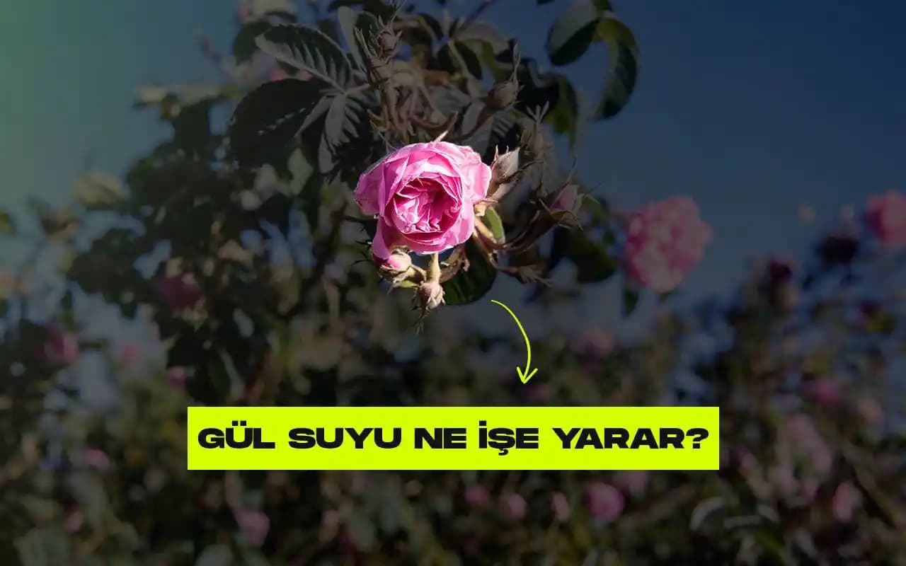 Gül Suyunun Son Kullanma Tarihi ve Güvenli Kullanımı Hakkında Bilgilendirici Rehber