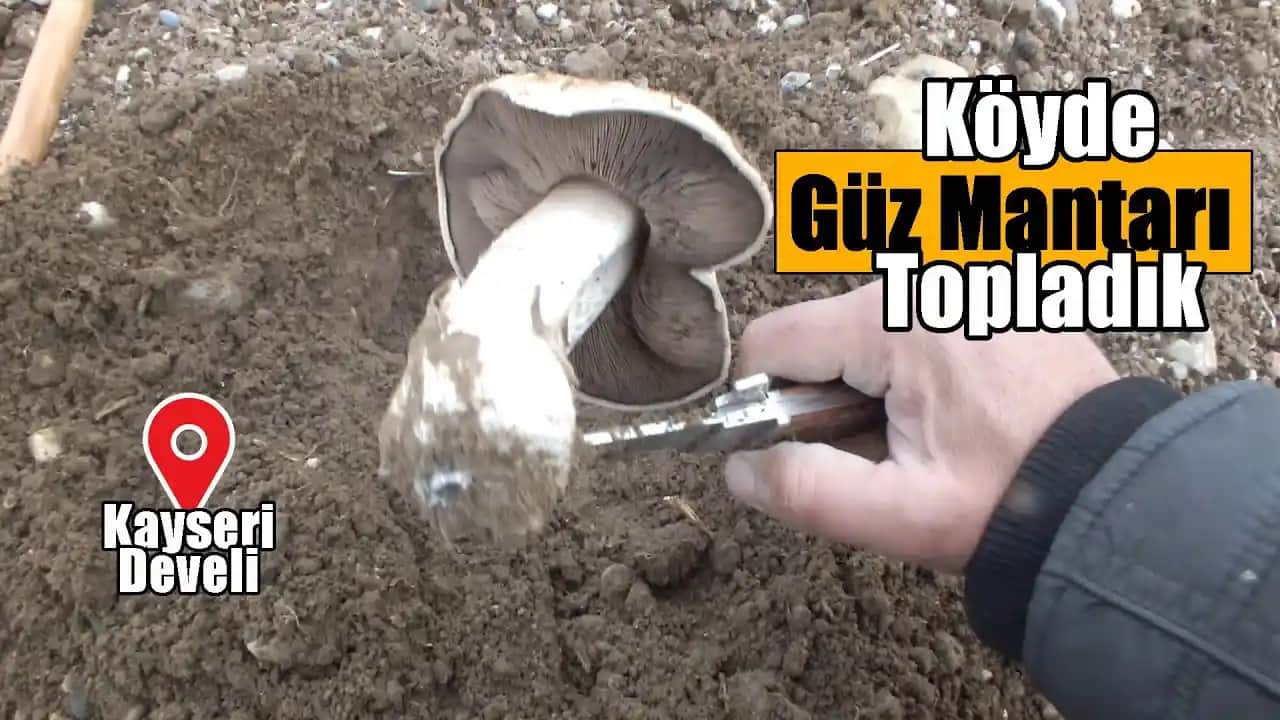 Güz Mantarı: Doğal İçeriklerle Güzellik ve Sağlıkta Yeni Bir Alternatif