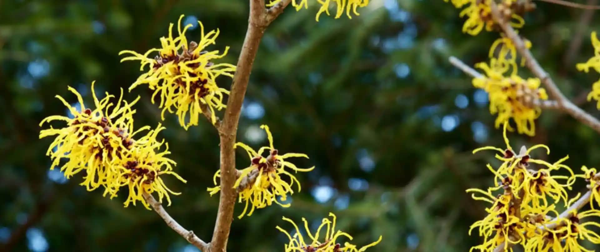 Hamamelis Virginiana'nın Cilt Sağlığına Faydaları ve Kullanım Alanları