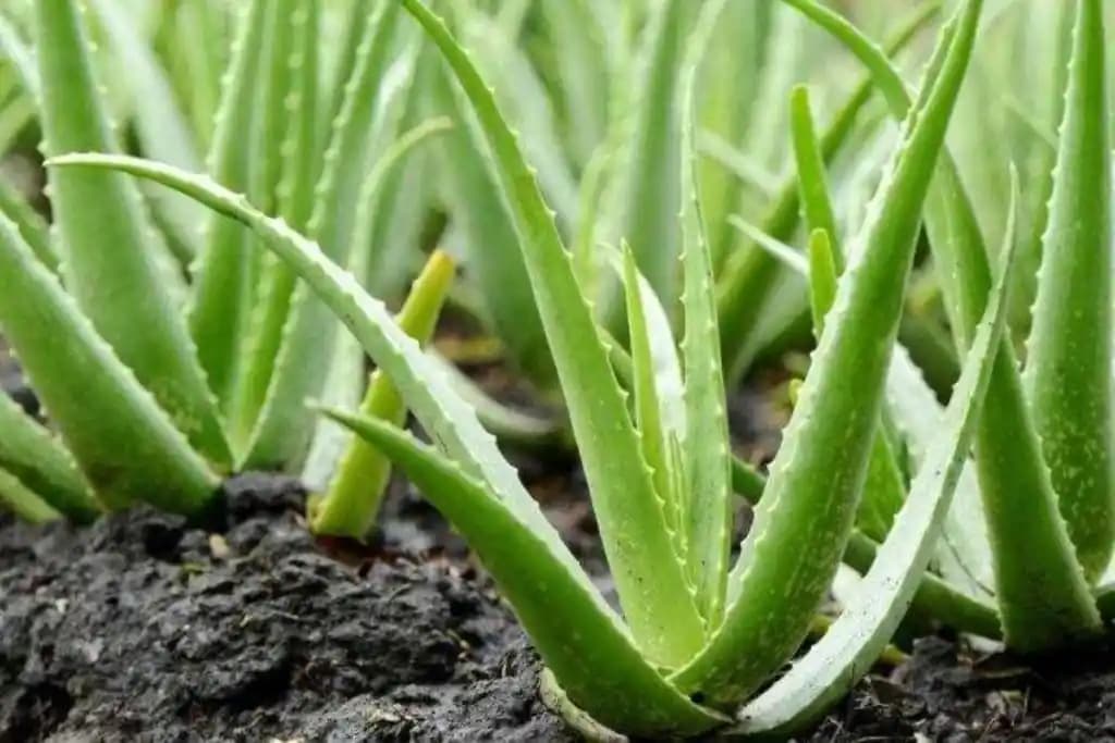 Jel Bitkisi ve Aloe Vera ile Doğal Cilt ve Saç Bakımı Rehberi