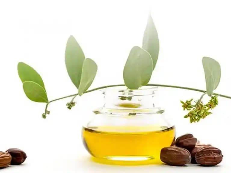 Jojoba Yağı Faydaları ve Kullanım Yöntemleriyle Doğal Güzellik Rehberi