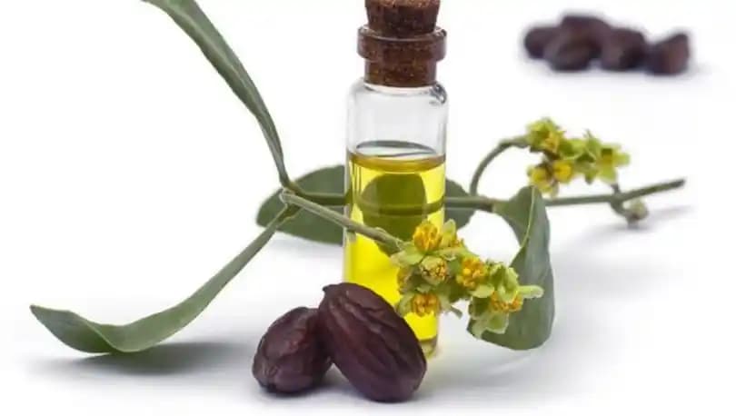 Jojoba Yağı Kullanımı: Cilt ve Saç Bakımında Doğal Çözümler