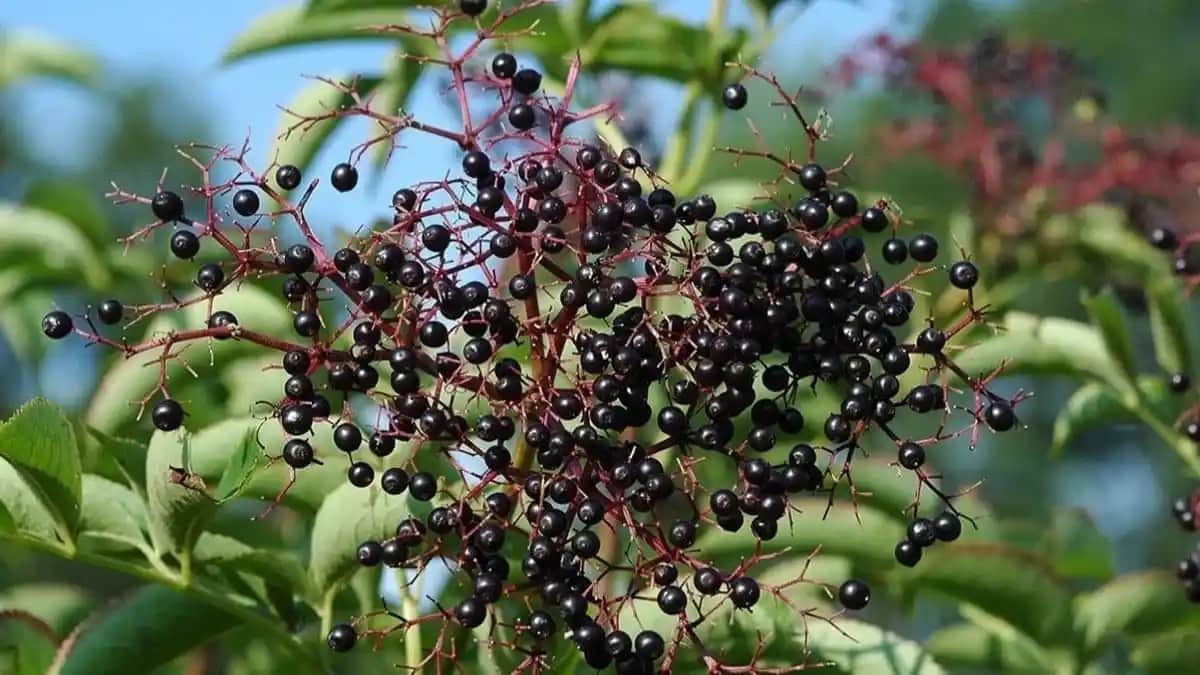 Kara Mürverin Kozmetikte Kullanımı ve Cilt Sağlığına Faydaları