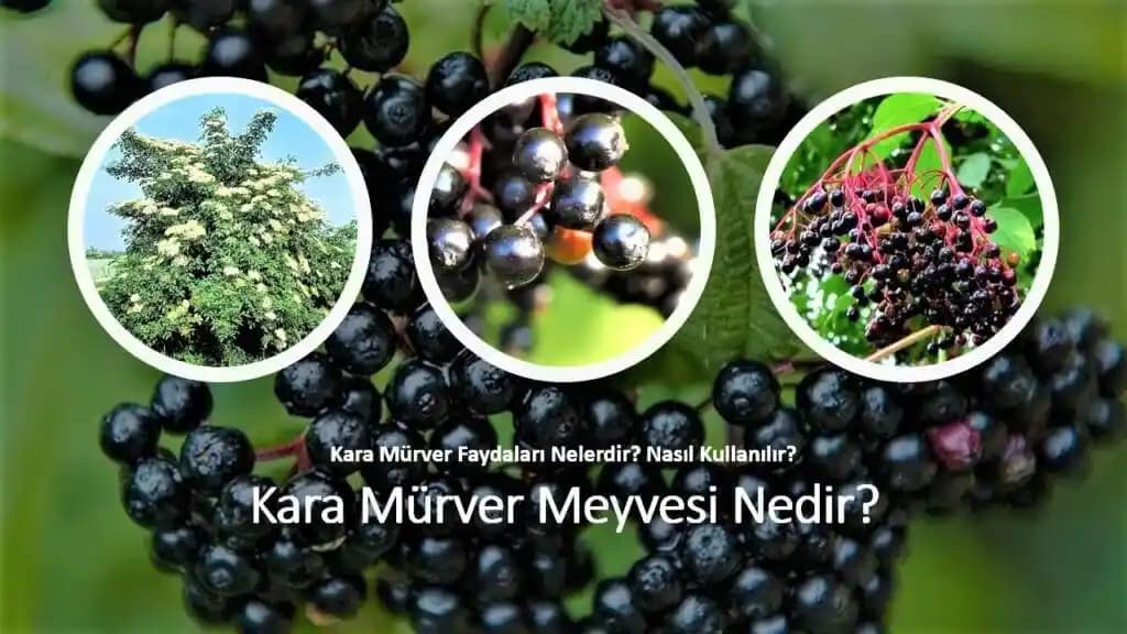 Kara Mürverin Vitamin ve Kozmetik Alanındaki Önemi ve Faydaları