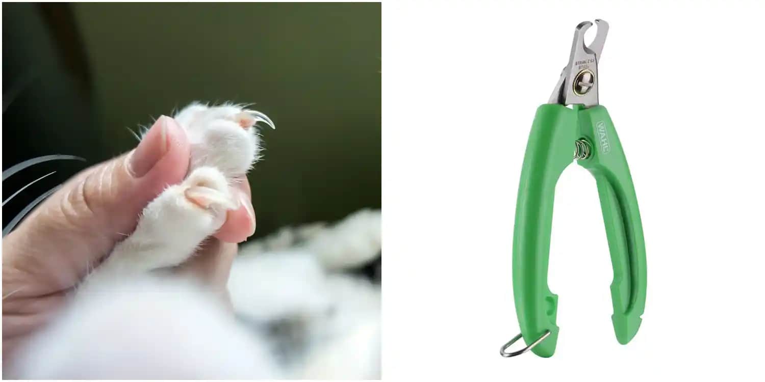 Kediler İçin En İyi Kozmetik ve Bakım Aletleri: Sağlık ve Konfor İçin Doğru Seçimler