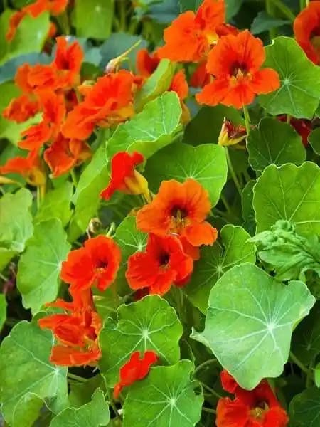 Kızıl Saç Renkleri ve Tonları: Cilt ve Göz Rengine Uygun Seçenekler