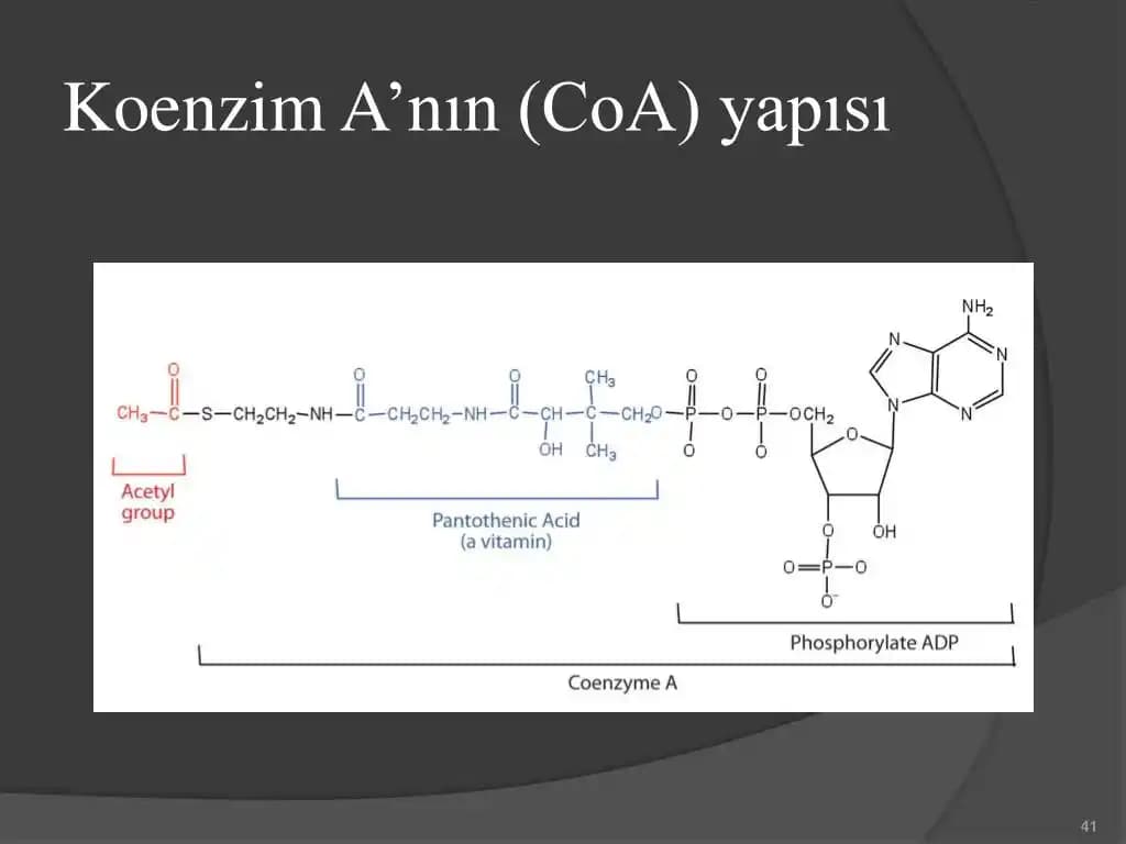 Koenzim A'nın Biyokimyasal İşlevleri ve Kozmetik ile Sağlık Üzerindeki Etkileri