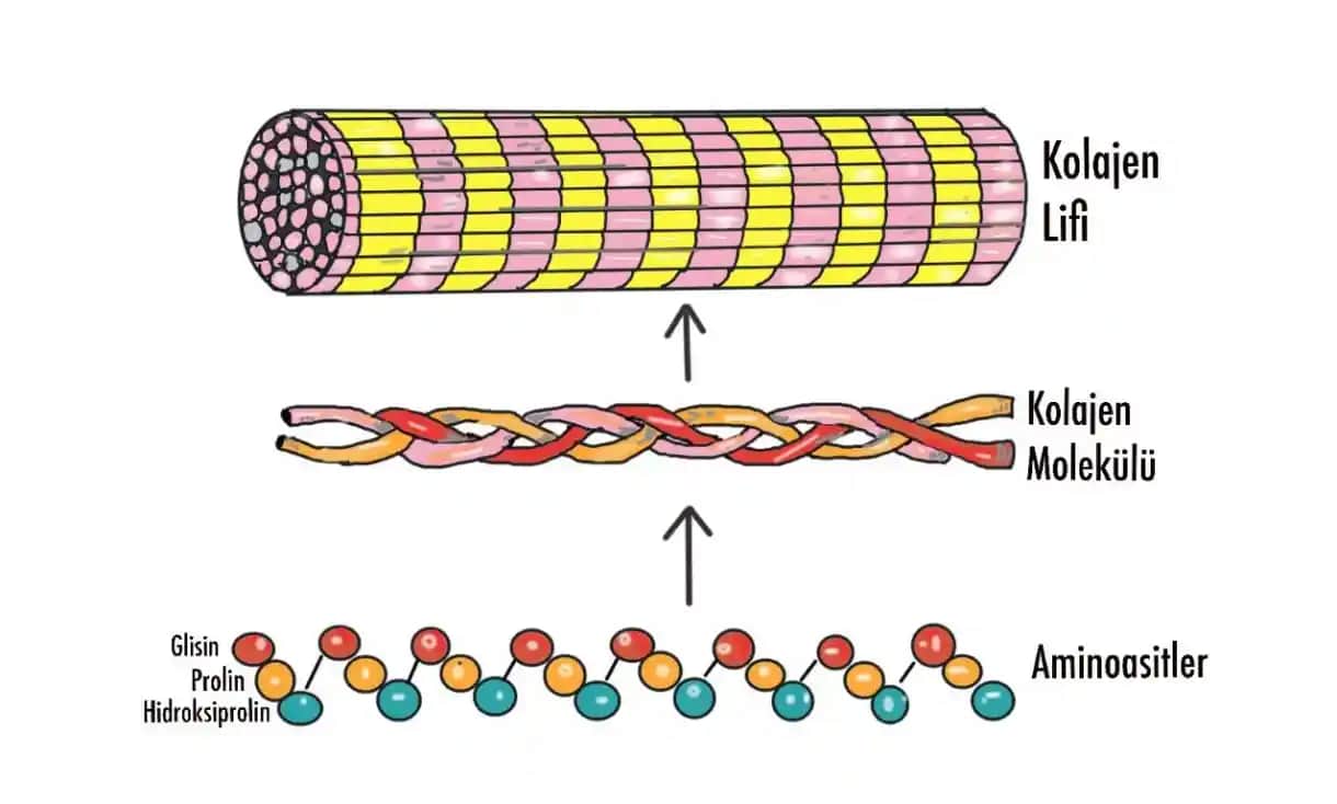 Kolajen İçeren Besinler ve Doğal Yollarla Cilt Sağlığını Destekleme Rehberi