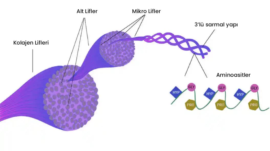 Kolajen Nedir Güzellik ve Sağlık İçin Temel Rolü ve Doğal Artırma Yöntemleri