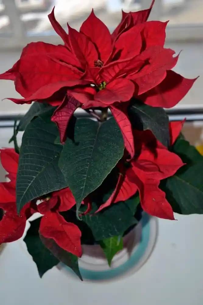 Kozmetik Dünyasında Çiçeklerin Sembolik ve Estetik Gücü Analizi