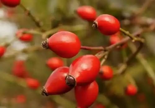Kuşburnu Çeşitleri ve Farklı Türlerin Kozmetik ve Sağlık Alanındaki Faydaları