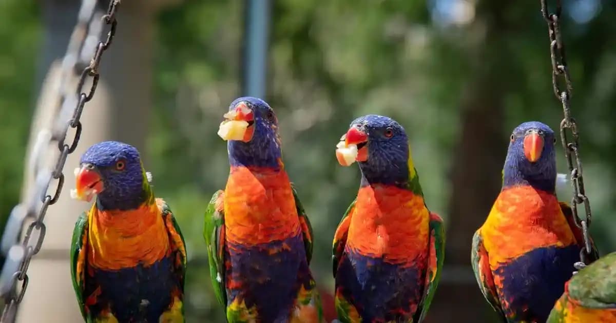 Lansinoh Orta Akış Biberon Ucu ile Bebek Beslenmesinde Güvenli ve Konforlu Seçenekler