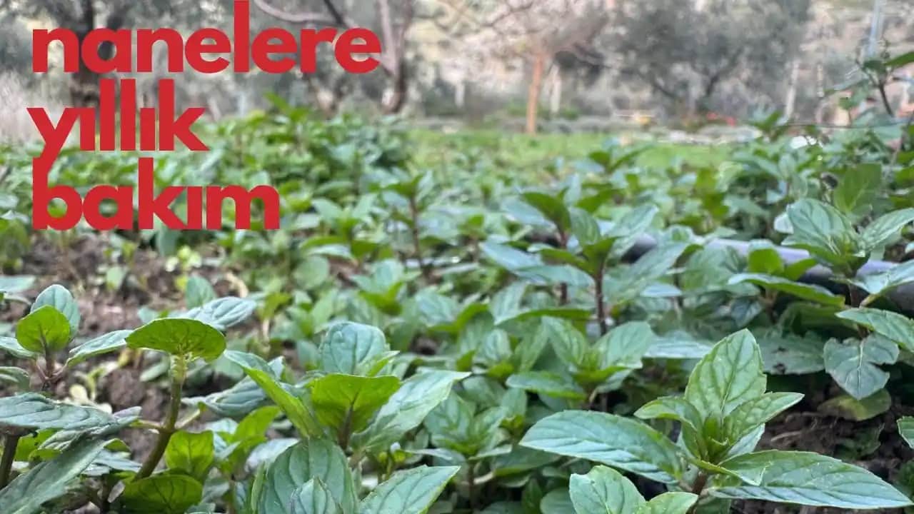 Nane Bakımı Nedir ve Doğal Güzellik Rutininizde Nasıl Kullanılır